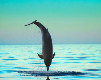 Beauty of the Wild Art Exhibit