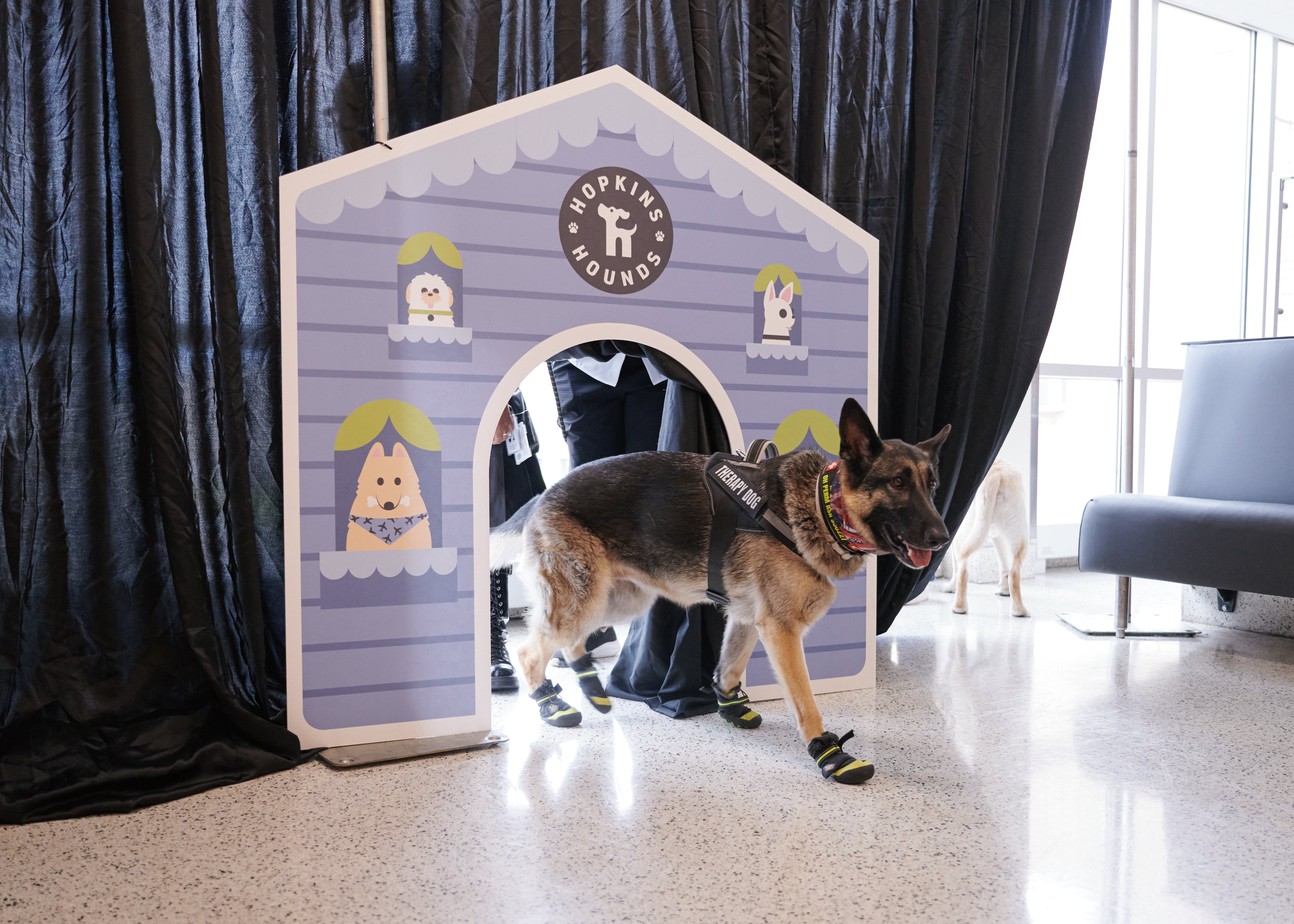 Therapy dog walking out the door of a Hopkins Hounds-branded house-styled board