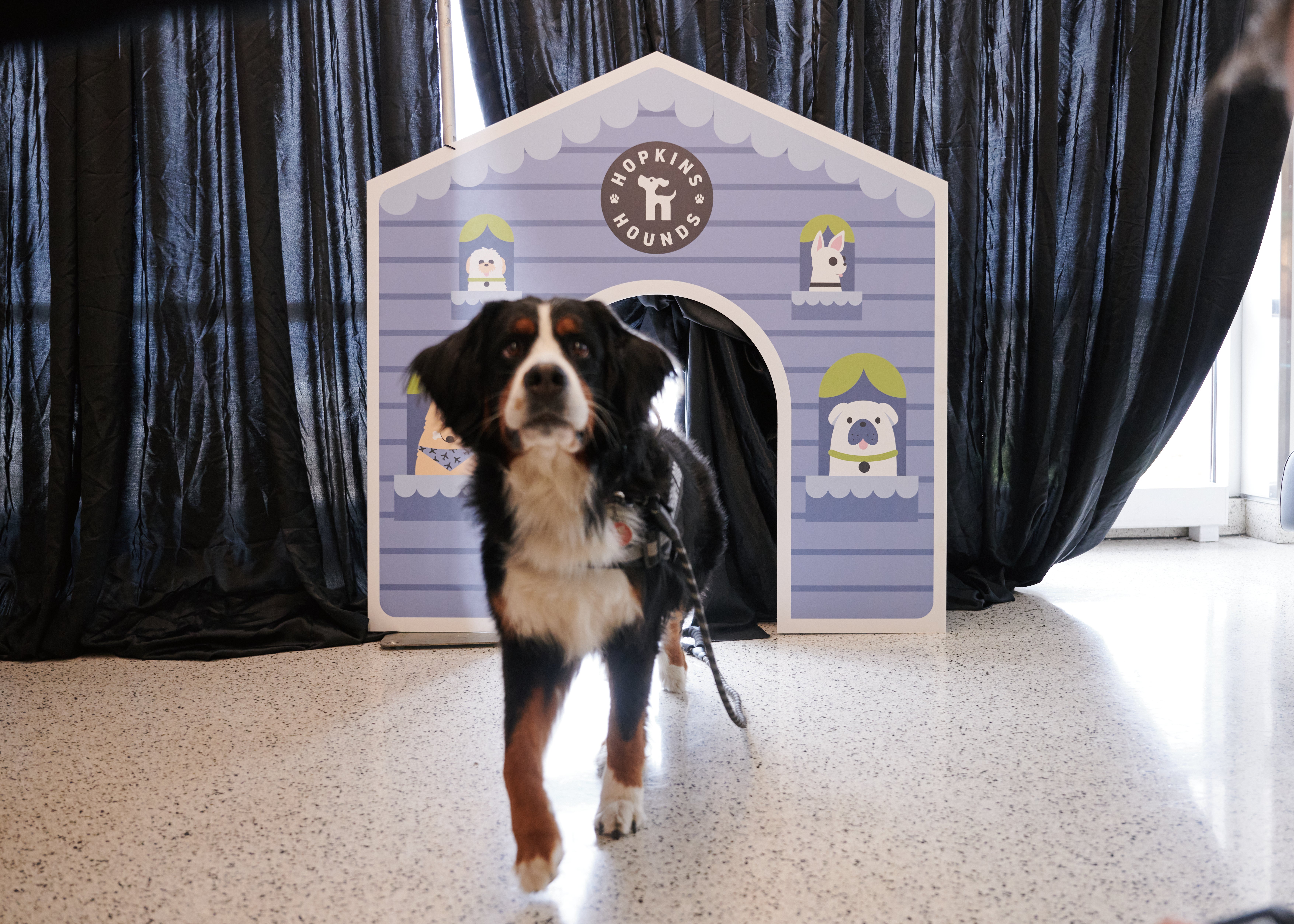 Therapy dog walking out the door of a Hopkins Hounds-branded house-styled board