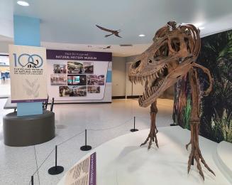 Cleveland Museum of Natural History - Juvenile T-Rex Jane Art Exhibit